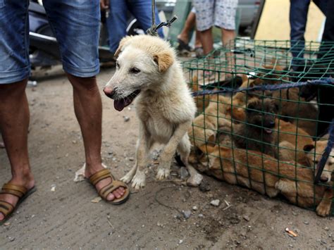 Yulin dog meat festival. Things To Know About Yulin dog meat festival. 